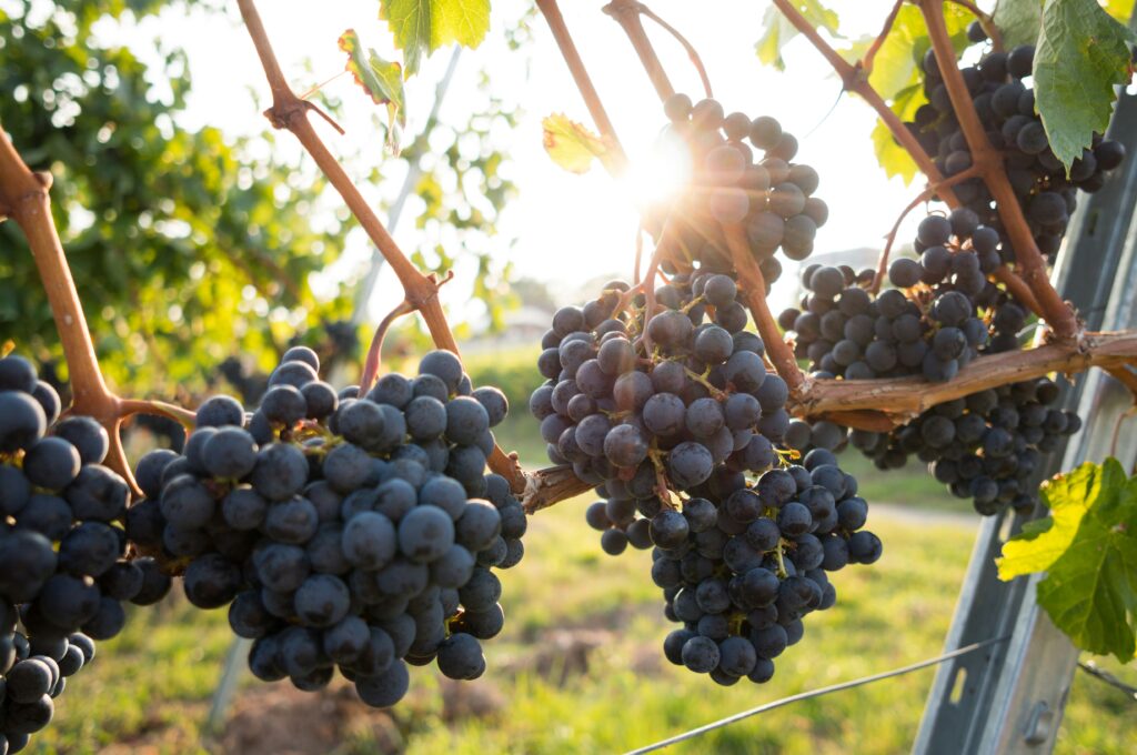close-up of ripe purple grapes hanging on a vine in a sunlit vineyard, illustrating how to tell if a bottle of wine is good by starting with high-quality fruit.