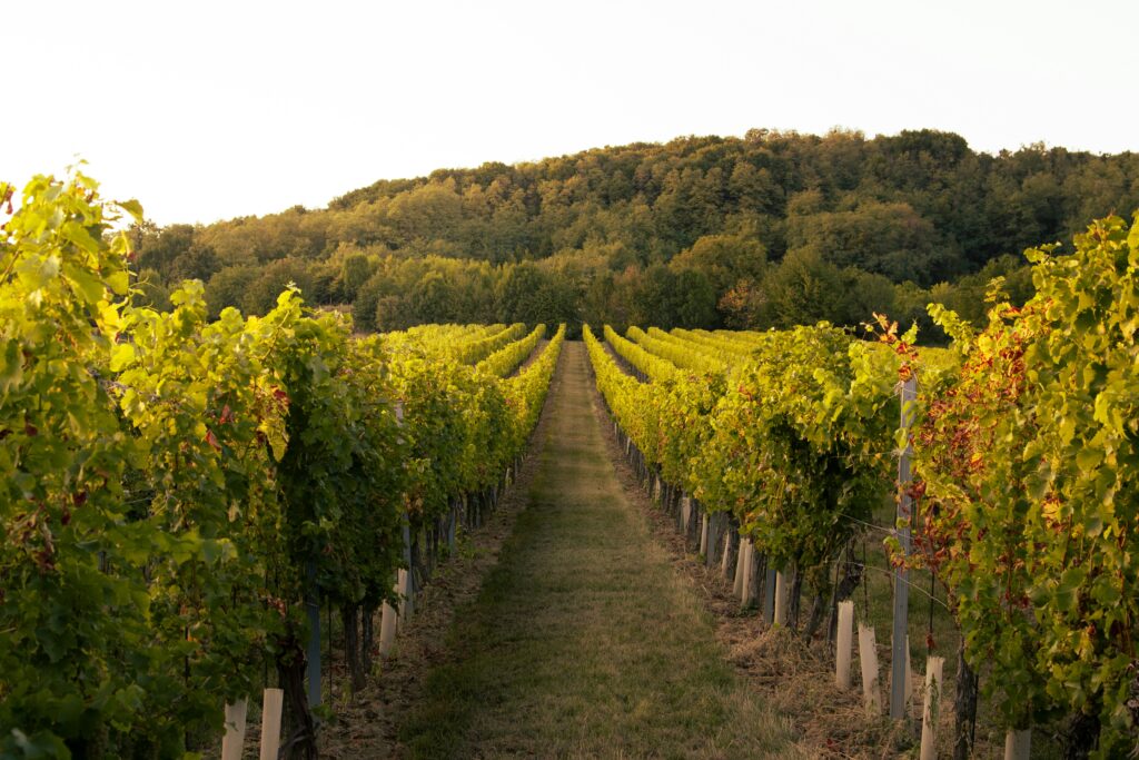 How to Tell If a Bottle of Wine is Good: A scenic photograph looking down a narrow grassy path between symmetrical rows of lush green grapevines in a vineyard. The vines are illuminated by golden sunlight, leading toward a dense, forested hill in the background.