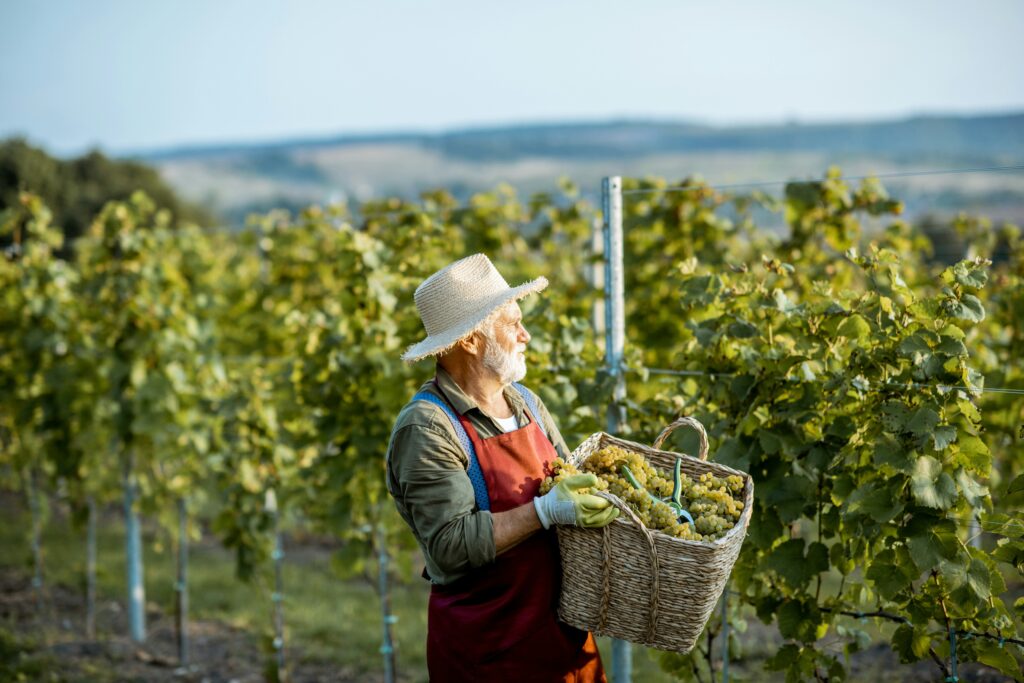 An older, experienced grape harvester stands proudly amidst the rows of an ancient vineyard, holding a basket overflowing with ripe grapes for old vine wines.