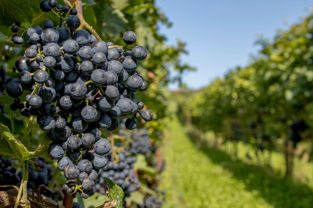 Close-up of deep purple, dusty-skinned grapes, ready to be picked from old vine wines, in a sun-drenched vineyard.
