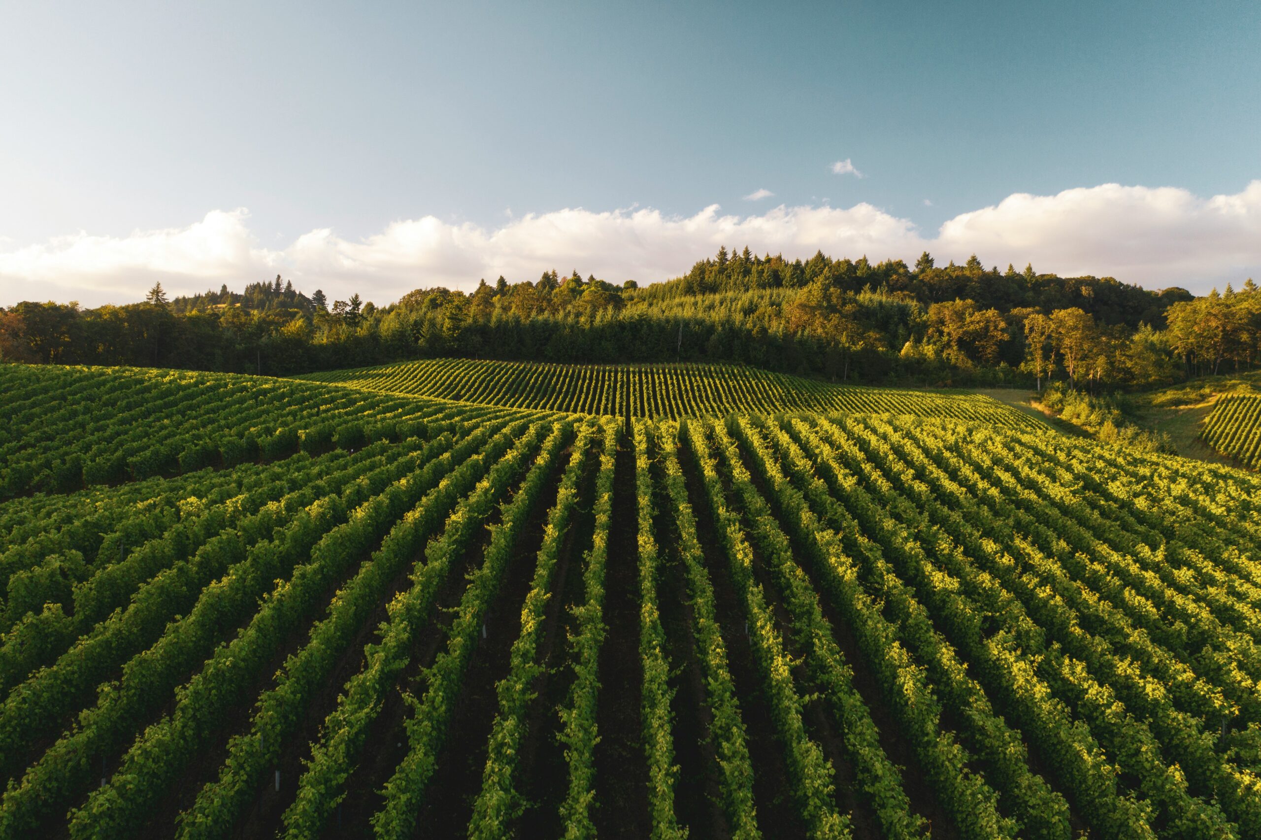 Opus One