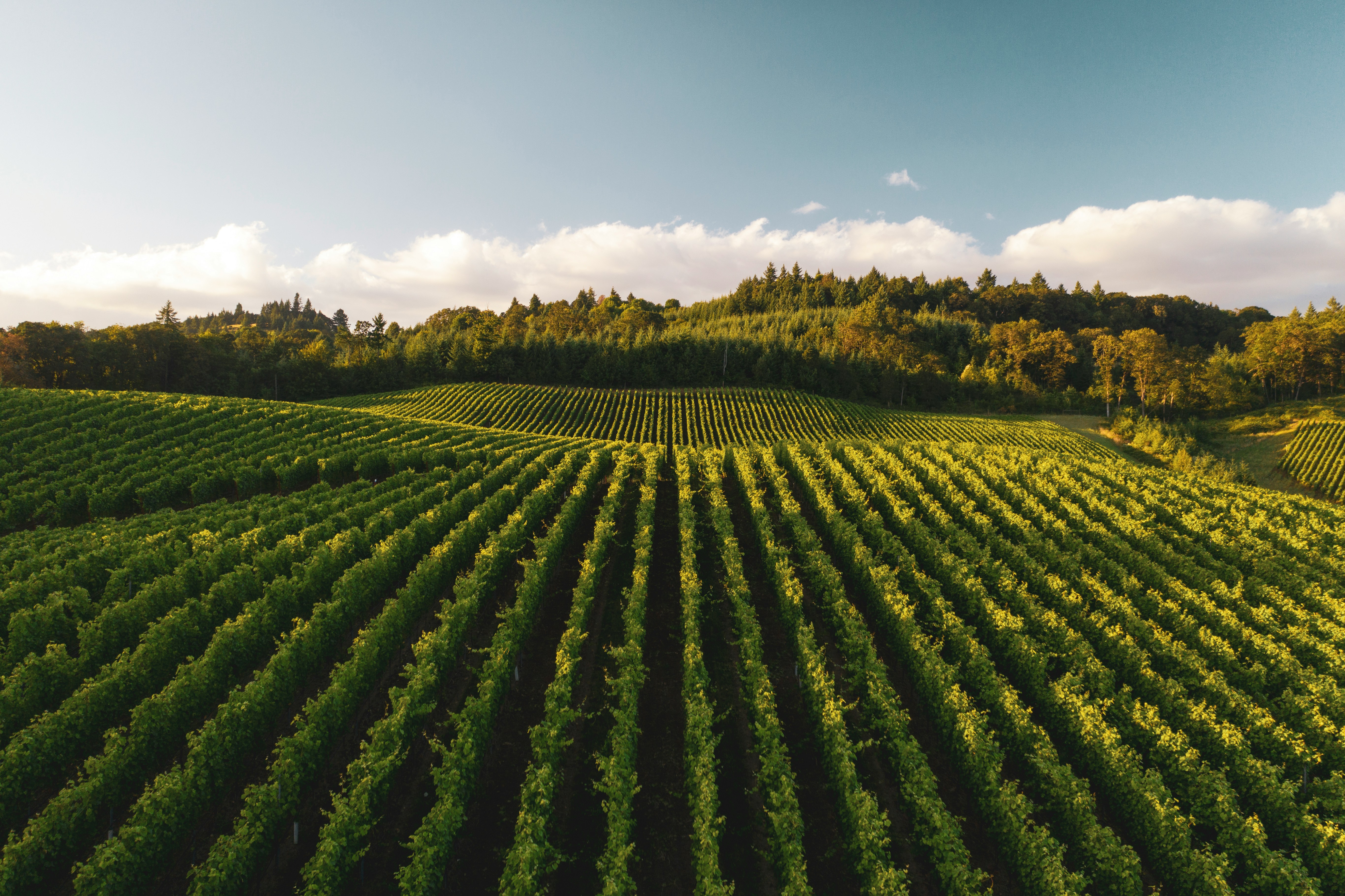 Opus One