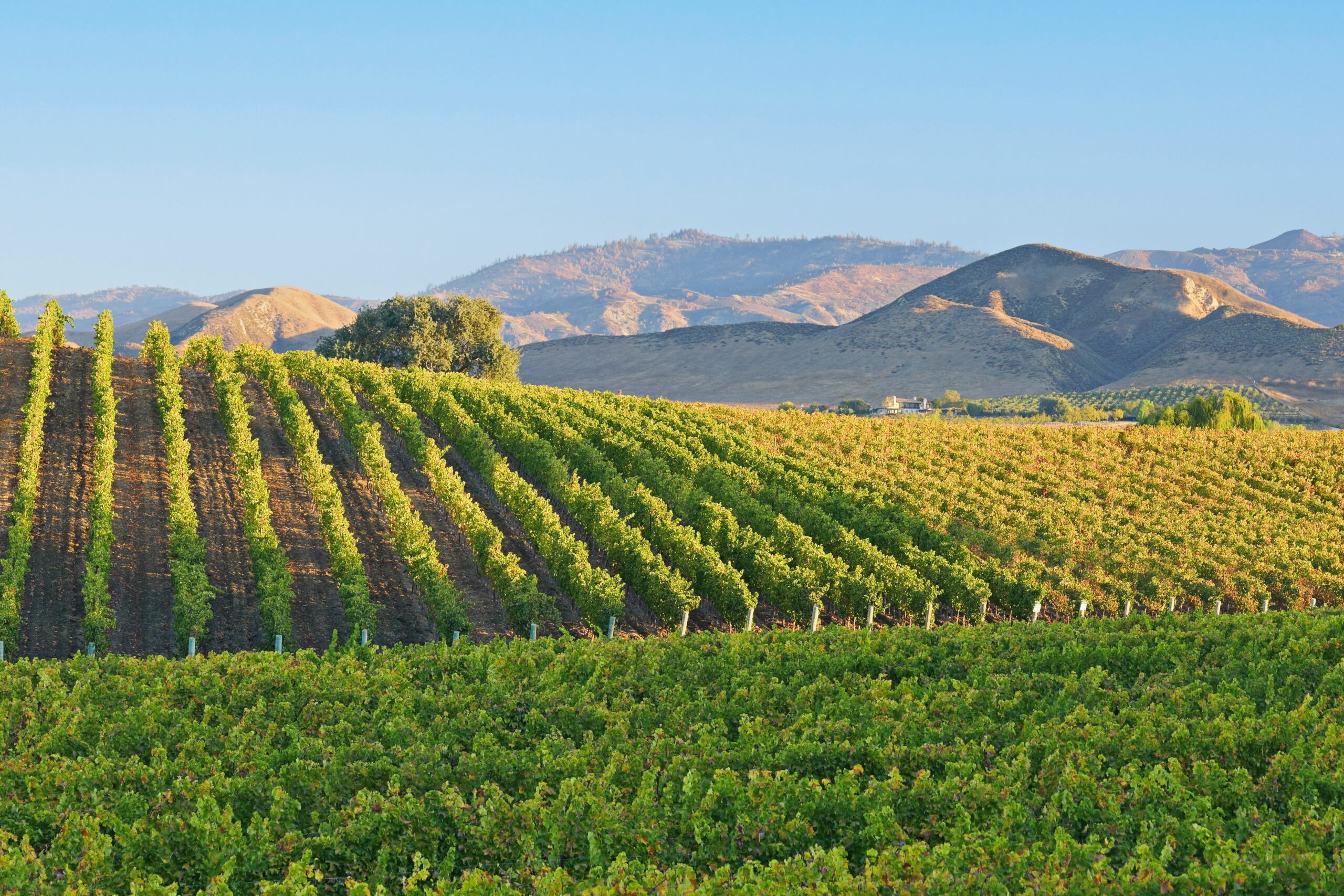 Marchesi Antinori
