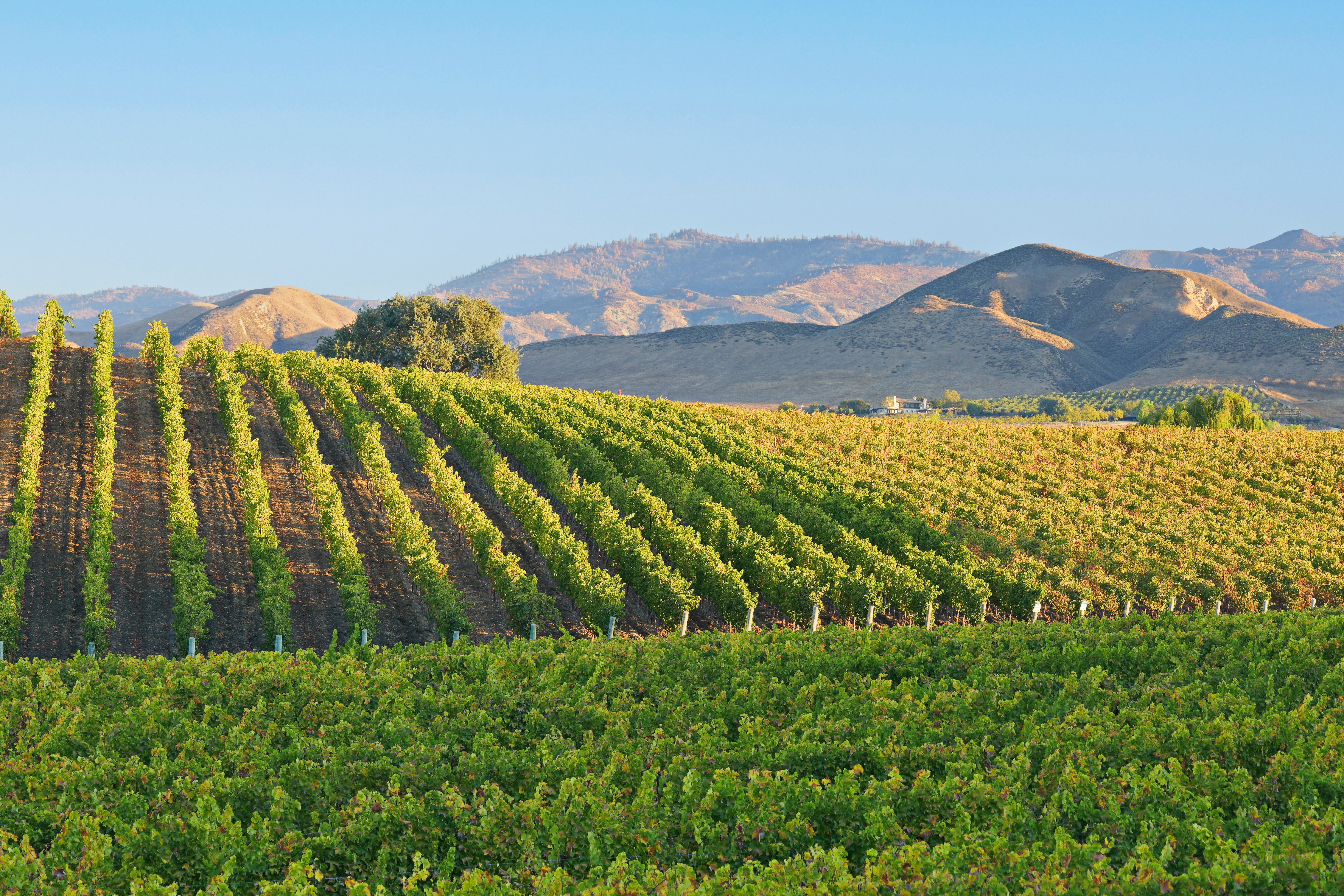 Marchesi Antinori